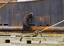 Canadian River Otter {Lutra canadensis} climbing through a hole to look for fish scraps on a moored fishing boat, Barkley Sound, Vancouver Island, BC, Canada