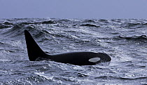 Orca / Killer Whale (Orcinus orca) large bull male in swell, Barkley Sound, Vancouver Island, BC, Canada