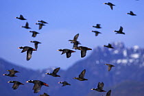 Flock of Surf Scoter ducks {Melanitta perspicillata} in flight, Barkley Sound, Vancouver Island, BC, Canada