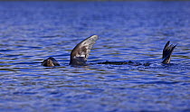 California sealion {Zalophus californianus} regulating the temperature of their bodies through their flippers, Vancouver Island, BC, Canada