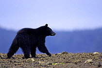 Black Bear {Ursus americanus} walking along shore, Barkley Sound, Vanouver Island, BC, Canada