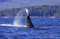 Tail fluke of diving Humpback Whale {Megaptera novaeangliae} Barkley Sound, Vancouver Island, BC, Canada