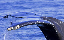 Tail fluke of Humpback Whale {Megaptera novaeangliae} showing Barnacles, Barkley Sound, Vancouver Island, BC, Canada
