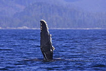 Pectoral fin of juvenile Humpback Whale {Megaptera novaeangliae} Barkley Sound, Vancouver Island, BC, Canada