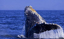 Humpback Whale {Megaptera novaeangliae} juvenile breaching, Barkley Sound, Vancouver Island, BC, Canada