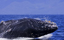 Humpback Whale {Megaptera novaeangliae} juvenile breaching, Barkley Sound, Vancouver Island, BC, Canada