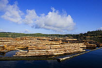 Sorting logs of Red cedar {Thuja plicata} from those of Yellow cedar {Chamaecyparis nootkatensis} before transfering them directly onto a barge for transportation, Barkley Sound, Vancouver Island, BC,...