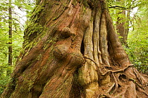 Trunk of Western 'Grandma' Red Cedar tree {Thuja plicata} over 800 years old, The Big Tree Trail, Meares Island, Clayoquot Sound, Vancouver Island, BC, Canada