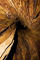 Looking up inside the trunk of a Western Red Cedar {Thuja plicata} These trees die from the inside out leaving huge hollows big enough for a person to walk in. The Big Tree Trail, Meares Island, Clayo...