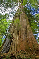 Person standing beside the trunk of a Western Red Cedar {Thuja plicata} The Big Tree Trail, Meares Island, Clayoquot Sound, Vancouver Island, BC, Canada