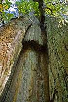 Looking up the trunk of a Western Red Cedar {Thuja plicata} that has had its bark stripped by first Nation Americans for many uses such as mats, rope and clothing, The Big Tree Trail, Meares Island, C...