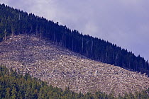 Clear cut of Cedar, Spruce and Hemlock trees in Barkley Sound, Vancouver Island, BC, Canada