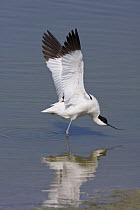 Avocet (Recurvirostra avosetta) stretching its wings at Titchfield Haven National Nature Reserve, Hampshire. Summer