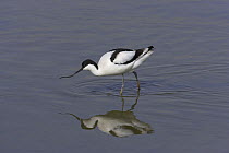 Avocet (Recurvirostra avosetta) standing in shallow water at Titchfield Haven National Nature Reserve, Hampshire. Summer