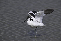 Avocet (Recurvirostra avosetta) stretching its wings and standing on one leg at Titchfield Haven National Nature Reserve, Hampshire. Summer