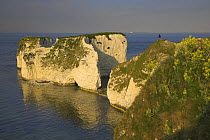 Old Harry Rocks near Swanage, Dorset Jurassic Coast World Heritage Site, with person standing on headland