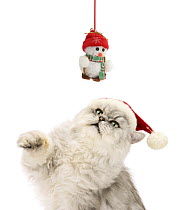 Silver tabby chinchilla Persian male cat, Cosmos, wearing a Father Christmas hat and trying to swipe a hanging snowman toy.