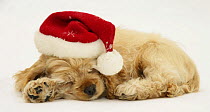 Buff American Cocker Spaniel puppy, China, 10 weeks old, asleep with Father Christmas hat on.