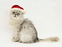 Silver tabby chinchilla Persian male cat, Cosmos, wearing a Father Christmas hat.