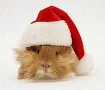 Guinea-pig wearing a Father Christmas hat.
