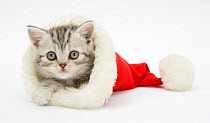 RF- Tabby kitten in a Father Christmas hat. (This image may be licensed either as rights managed or royalty free.)