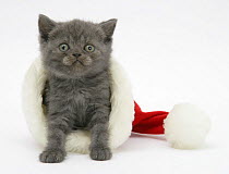 Grey kitten in a Father Christmas hat.