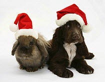 Chocolate Cocker Spaniel puppy, Cadbury, 12 weeks old, and Lionhead rabbit with Father Christmas hats on.