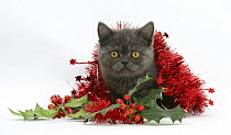 Grey kitten with christmas tinsel and holly berries.