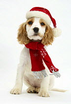 Orange roan Cocker Spaniel puppy, Blossom, wearing scarf and Father Christmas hat.