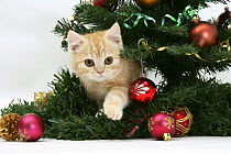 Ginger kitten playing with decorations in a Christmas tree.