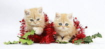 Two Ginger kittens with red christmas decoations, tinsel and holly berries.