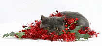 Grey kitten with christmas decorations, tinsel and holly berries.
