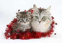Main Coon cat, Bambi, and kitten, Goliath, with christmas decorations, tinsel.