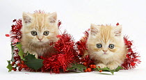 Two Ginger kittens with christmas decorations, red tinsel and holly berries.