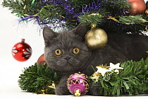 Grey kitten with christmas decorations under a Christmas tree.