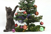 Grey kitten playing with decorations on a Christmas tree.