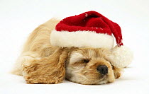 Buff American Cocker Spaniel puppy, China, 10 weeks old, asleep wearing a Father Christmas hat.