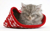 Maine Coon kitten asleep in a Christmas hat.