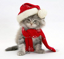 Maine Coon kitten wearing a Father Christmas hat and scarf. *NB: Not available for use on greeting cards in North America until March 2017*