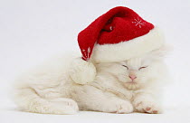White Maine Coon kitten asleep wearing a Father Christmas hat.