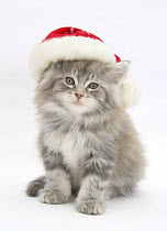 Maine Coon kitten wearing a Father Christmas hat.