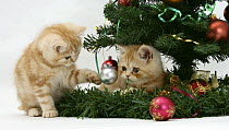 Two Ginger kittens playing with decorations in a Christmas tree.