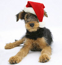 Airdale Terrier bitch puppy, Molly, 3 month, wearing a Father Christmas hat.