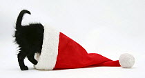 Black kitten playing in a Father Christmas hat.