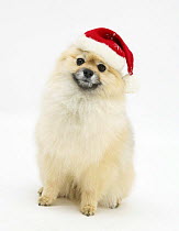 Pomeranian dog, Rikki, wearing a Father Christmas hat.