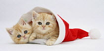 Two Ginger kittens in a Father Christmas hat.