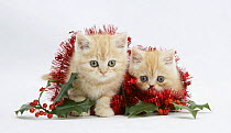 Two Ginger kittens with red christmas tinsel and holly berries.