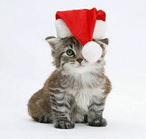 Main Coon kitten, Goliath, wearing a Father Christmas hat.