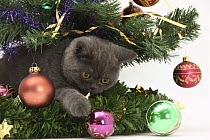 Grey kitten playing with Christmas decorations under a Christmas tree.