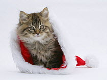 Maine Coon kitten, 8 weeks old, in a Father Christmas hat.